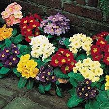 Pin On Gardening