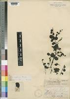 Image result for Diclis reptans