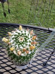 In their mexican homeland, the succulents are used to rare but heavy downpours. Silver Arrows Cactus Mammillaria Nejapensis This Little Cactus Blooms And Blooms As Long As It Gets The Cor Cactus Garden Cacti And Succulents Amazing Gardens