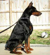 Lotti alias di villa amulett; European Doberman Pets And Animals For Sale Texas