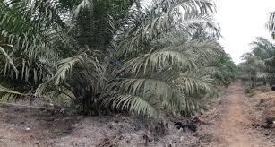 Maka, pengetahuan mengenai legume cover crop juga mesti disediakan. Ini Kiat Sukses Berkebun Sawit Murah Namun Tak Murahan