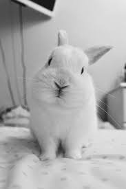 Pets at peace offers pet lovers a service in most areas with operations in new south wales including sydney, canberra, blue mountains, newcastle, the central coast, orange, bathurst,dubbo and illawarra. Caring Pet Cremation In Canberra Pet Memorial Australia