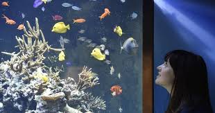 Berikut beberapa nama ikan hias air laut dan gambarnya lengkap yang bisa sobat koleksi untuk memenuhi akuarium. Jenis Ikan Hias Air Tawar Yang Dapat Di Gabung Satu Aquarium Ikanesia Id