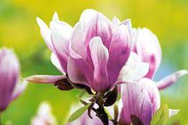 Give your clematis a fresh, clean start for the new season. Alan Titchmarsh On Shifting Plants In Your Garden Express Co Uk
