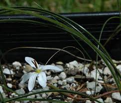 Image result for Romulea camerooniana