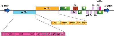 0.5 μmol/l for primers and 0.5 μmol/l for probes for orf1a (nsp3); The Inclusive Review On Sars Cov 2 Biology Epidemiology Diagnosis And Potential Management Options Springerlink