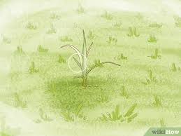 See full list on wikihow.com 4 Ways To Get Rid Of Nutgrass Wikihow