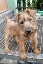 Image result for irský teriér