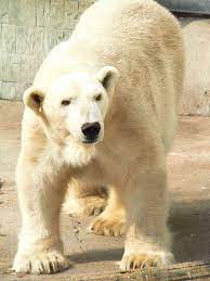 „anton několik dní vykašlával kusy látky. Mezinarodni Den Lednich Medvedu Novinky Novinky O Zoo Zoo Ostrava