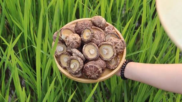 xưởng nấm đông cô Đà Lạt sẵn hàng nấm mới, ngọt, xốp, nềm. Thời gian bảo  quản lâu Ms Vân 0386484991