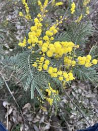 Image result for Acacia dealbata