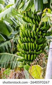 Image result for Musaceae