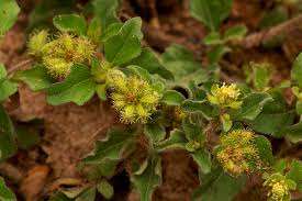 Image result for Acanthospermum australe