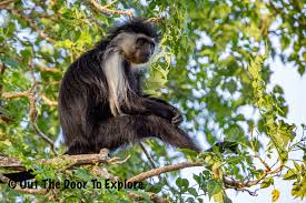 Image result for Sphedamnocarpus angolensis