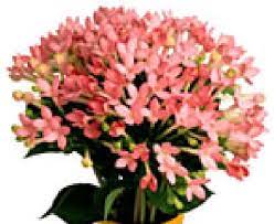 Bouvardia