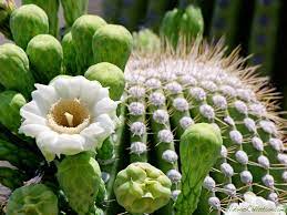 Free cactus blooms wallpapers and cactus blooms backgrounds for your computer desktop. 73 Cactus Wallpaper On Wallpapersafari