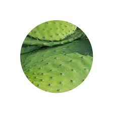 Here is the complete guide. Nopal Cactus Leaves Jl Gonzalez Produce