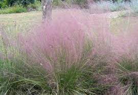 Warm season grasses and cool season grasses. Georgia Native Archives Uga State Botanical Garden