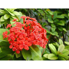 Image result for Ixora nana