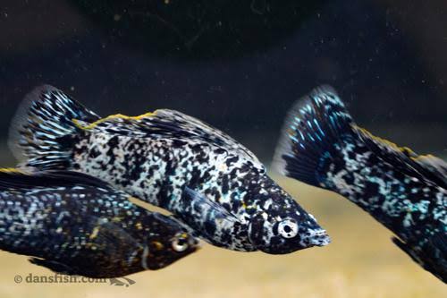 Silver Marble Molly, Male (Poecilia sp.) - Dan's Fish