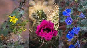 This historically important desert plant is endemic to and found throughout the arid uplands of southwest us and mexico. Arizona Wildflowers Guide Sonoran Desert