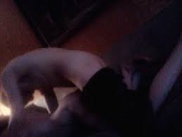 Danejones passionate lovers share deep thrills and creampie. Passionate Licking Hotntubes Porn