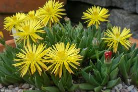 Image result for Hereroa glenensis