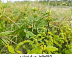 Image result for Mitracarpus