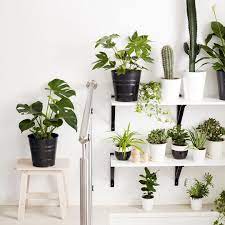 Use Houseplants To Bring An Awkward Space To Life Try Arranging Plants On Shelves In A Stairwell And Match The Type O Plants Hanging Plants Diy Plant Lighting