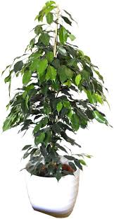 Image result for ficus benjamina en casa