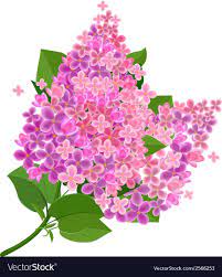Lilac Flower Isolated Vector Image On Vectorstock Pink Flowers Background Lilac Flowers Flowers