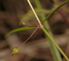 Image result for Oldenlandia lancifolia