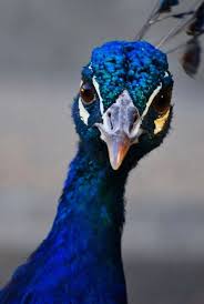 Pin By Joanne Wood On Bird Photography Animals Beautiful Pet Birds Beautiful Birds