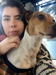 Boxer dogs named after underwear brand