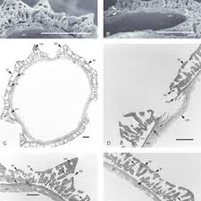 Image result for Anisopappus chinensis