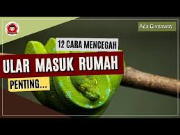 Semoga rumah kita selalu aman dan tidak kemasukan ular. 12 Tips Cara Mencegah Ular Masuk Rumah Bonus Giveaway Youtube