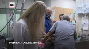 Headquartered in vancouver, washington, the organization employs over 2,600 veterinarians in more than 900 hospital locations throughout the united states and puerto rico. Covid Pet Boom Sends Veterinarians To Breaking Point Wusa9 Com