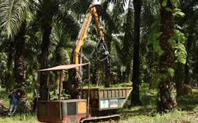 Many vast monocrop oil palm plantations have displaced tropical forests across asia, latin america and west africa. Sarawak Falls Short On Palm Oil Despite Having Largest Plantation Area Free Malaysia Today Fmt