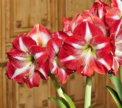 Amaryllis Monte Carlo White Flower Farm Amaryllis Amaryllis Bulbs