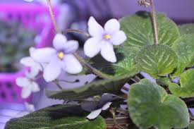 Image result for Saintpauliopsis lebrunii