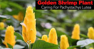 In milder climates, orange shrimp plant is said to. Golden Shrimp Plant How To Care For Pachystachys Lutea