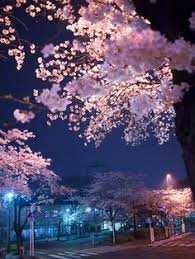Maybe you would like to learn more about one of these? 170 Cherry Blossom Ideas Cherry Blossom Beautiful Nature Blossom Trees