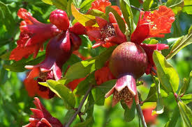This is one of the most popular of the pomegranate tree types. Pomegranate Buds And Blossoms Fruit Plants Fruit Trees Pomegranate Fruit