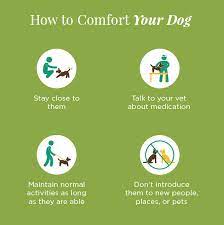 With cutaneous lymphoma, a type of extranodal. Is My Dog Dying Learn The Signs How To Comfort Say Goodbye To Your Dog