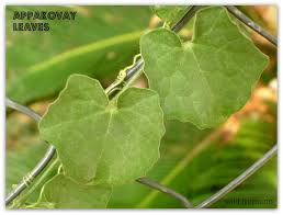 Pin On Home Remedies For Health Beauty