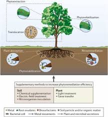 Image result for Haumaniastrum speciosum