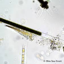 Image result for Limnophyton