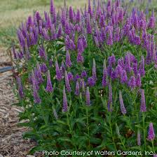 Veronica Very Van Gogh Speedwell for Sale