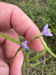 Image result for Cyanotis foecunda