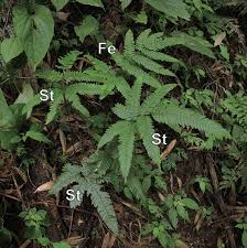 Image result for Pteridaceae